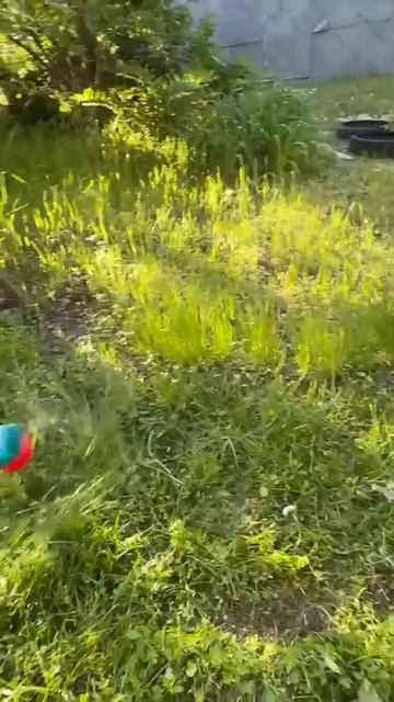 Триммер аккумуляторный садовый, газонокосилка аккумуляторная смотреть онлайн