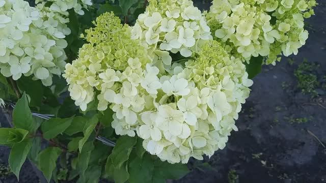 Продолжение дня... ремонт и огород / Сельская жизнь смотреть онлайн