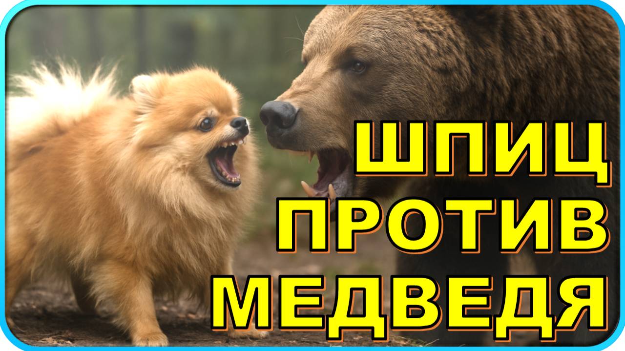 🐕 Шпиц устроил погоню за медведем 🐻 смотреть онлайн