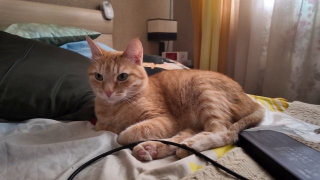 Немного о братьях наших меньших. смотреть онлайн