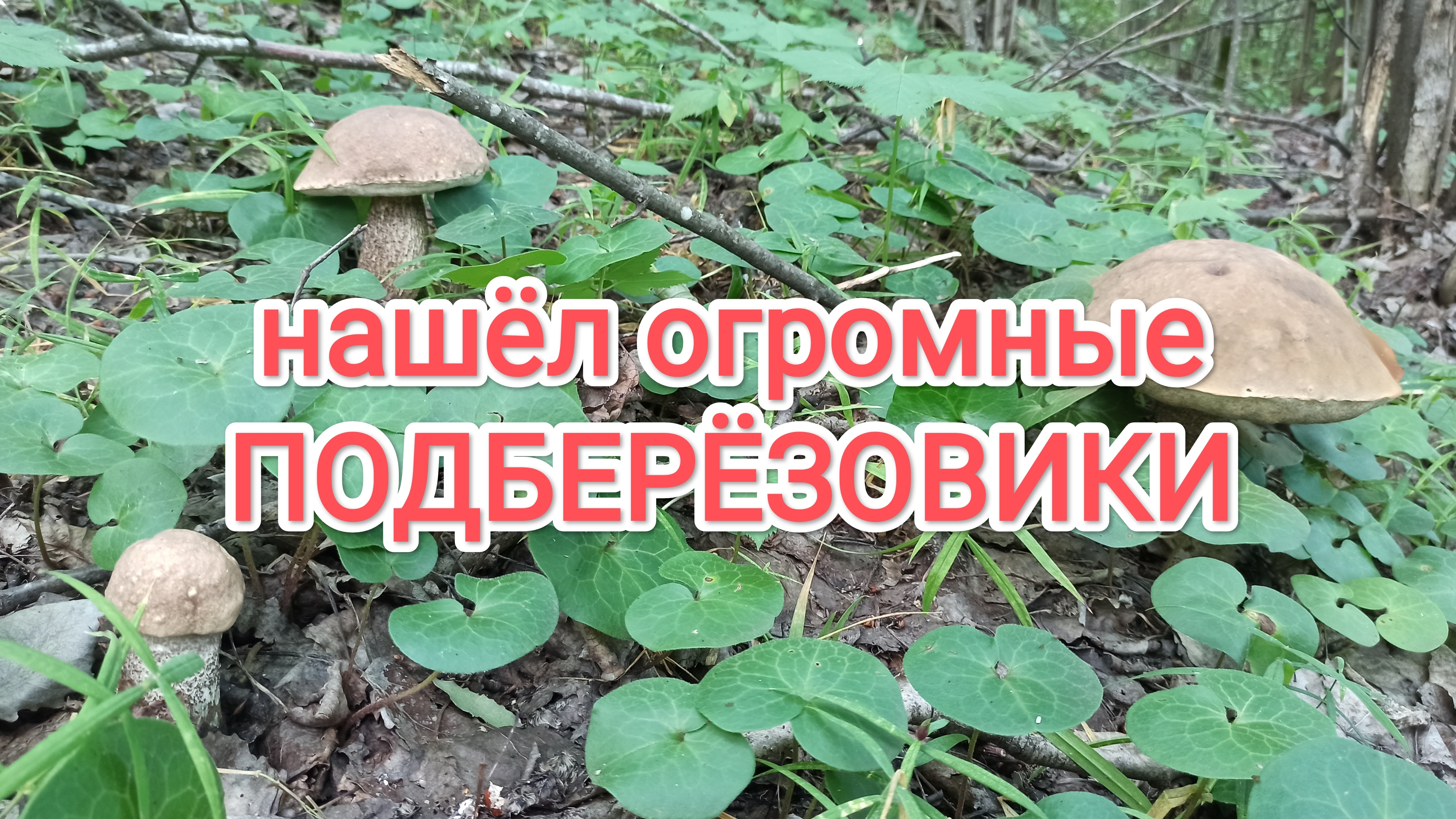 по грибы #4 огромные подберёзовики,подосиновики + редкий гриб боровик неопушённый, в поиске грибов