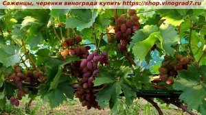 Виноград 3.08.2025 г. Полонез 50. Ягоды крупные, грозди красивые-розовый оттенок не уходит в фиолет