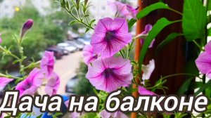 Дача на балконе.