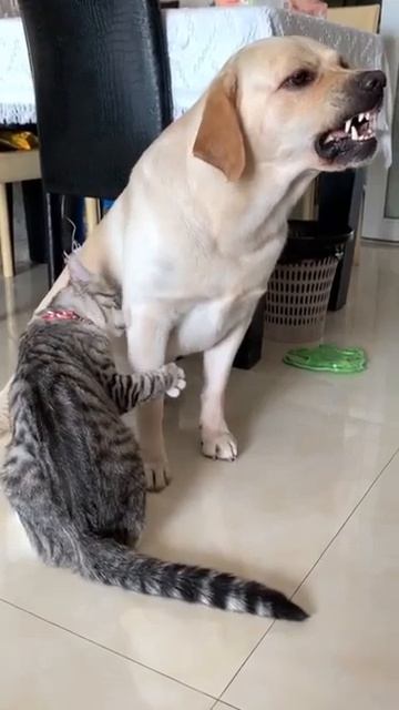 Не все МУЖЧИНЫ такие СДЕРЖАННЫЕ, как этот ПЕС #доброеутро #видеосживотными #животные #юмор #собаки смотреть онлайн