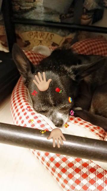 а вот и вторая собачка