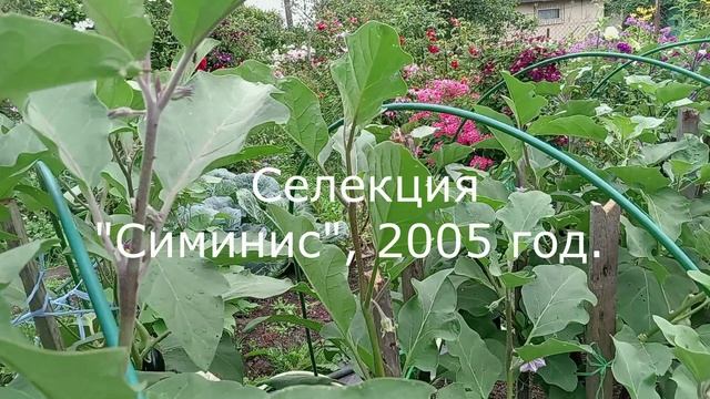 БАКЛАЖАНЫ. АВГУСТ. ОТКРЫТЫЙ ГРУНТ. смотреть онлайн