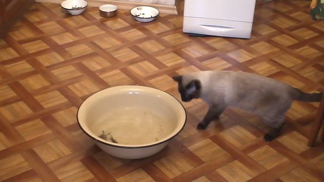 Кот рыболов смотреть онлайн