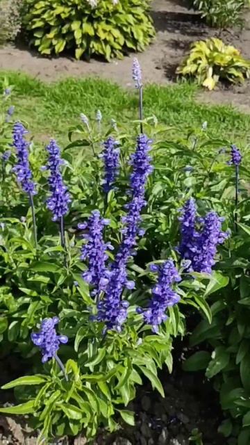 Сальвия, похожая на лаванду