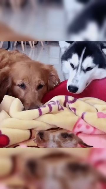 Котенок пришел познакомиться смотреть онлайн