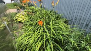 КАК ЖЕ У МАМЫ ВСЁ КРАСИВО ЦВЕТЁТ.