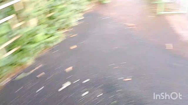 идём со Снежкой в магазин