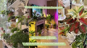 Оформление квартиры Растениями | Аглаонемы, папоротники и зелёная лоджия || в гостях у Елены
