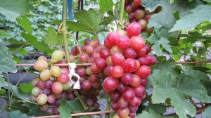 Вы тоже удаляете листья на винограде в зоне соцветий? А зачем?