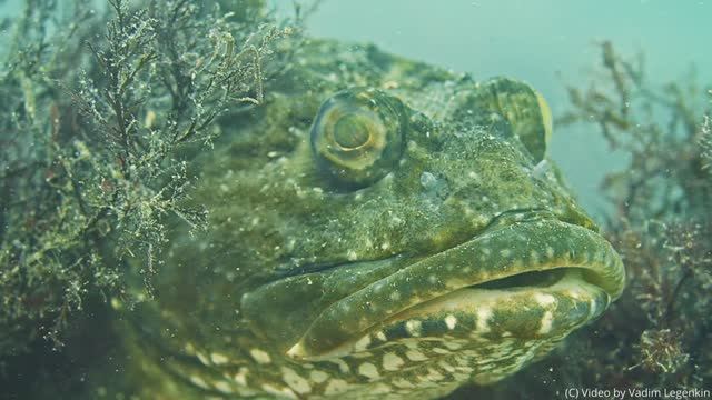 Хулиганское видео - первая запись на Atomos Ninja Ultra