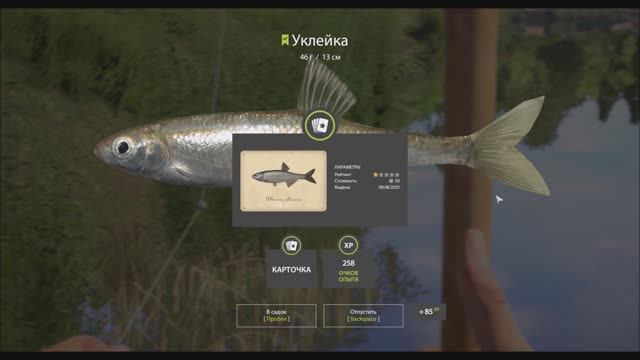 Рыбы с карточками в игре Русская рыбалка 4, поплавочная коллекция, река Вьюнок, Уклейка, трофей смотреть онлайн