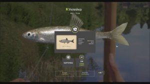 Рыбы с карточками в игре Русская рыбалка 4, поплавочная коллекция, река Вьюнок, Уклейка, трофей