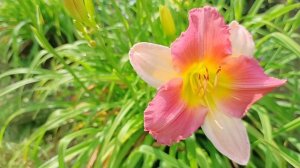 Лучшие многолетние цветы для дачи.  Садовые цветы.