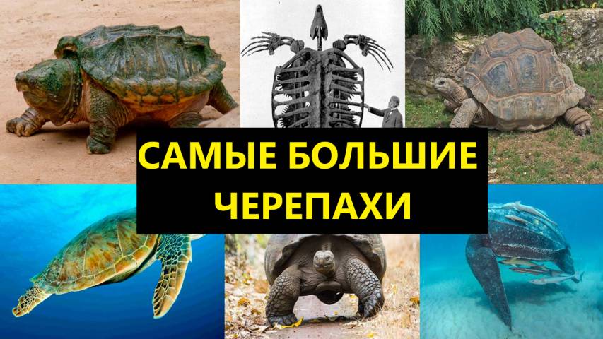 🐢 Самые большие черепахи в мире