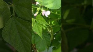 Фасоль на Урале - это возможно