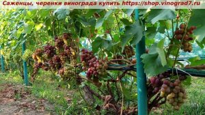 Виноград 3.08.2025 г. ПАМЯТИ УЧИТЕЛЯ. Куст, дающий по 100 кг винограда. Лучшая  ГФ Павловского