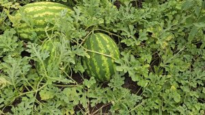 Отличный результат по арбузу.  Мелания F1, август 2025 год.