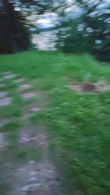 Я в лесу 3 смотреть онлайн