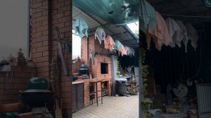 Дикий перепел/бедона бьет/поет 08-08-2025