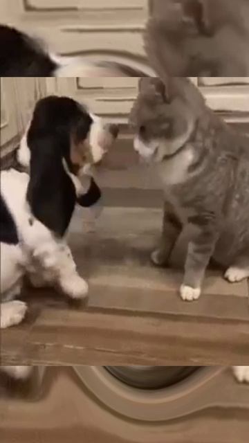 Котенок и щенок смотреть онлайн