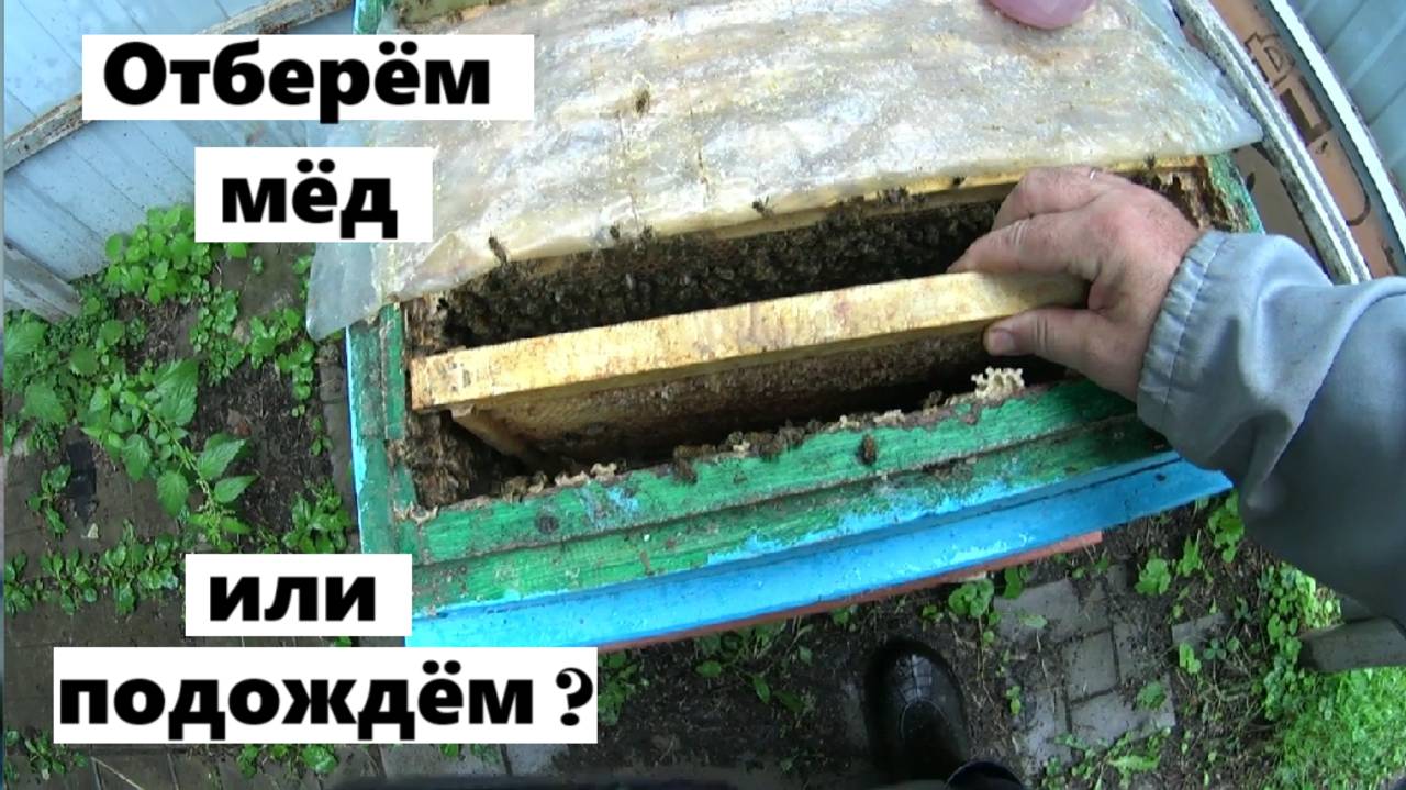 Когда отбирать мёд у пчёл ? смотреть онлайн