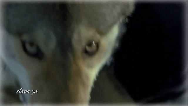 История до СЛЁЗ... Послушайте! Игорь Букин - ВОЛК смотреть онлайн