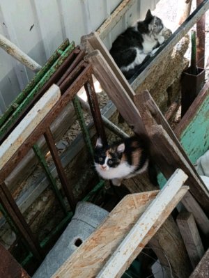 40 потпишеков