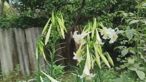 красивые цветы