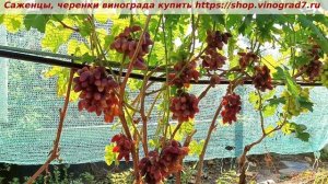 Виноград 3.08.2025 г. ТАЛДУН, Красивого цвета ягоды и сладкая хрустящая мякоть- главные достоинства