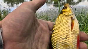 ПЛОТВА И КРАСНОПЁР НА КУКУРУЗУ!!!