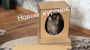 Новые куриные домики ! И как живет обычный человек