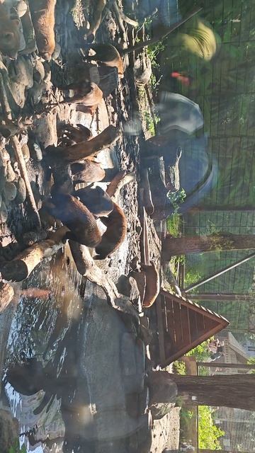 Зоопарк🐧🐵