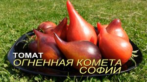 Томат ОГНЕННАЯ КОМЕТА СОФИИ. Обзор сортов ТОМАТОВ!