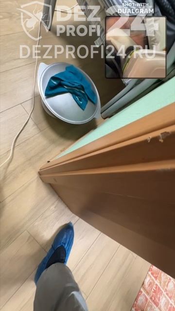 Уничтожение клопов и тараканов