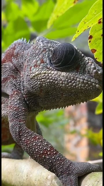 Дикий Мадагаскар. Мистер хамелеон смотреть онлайн