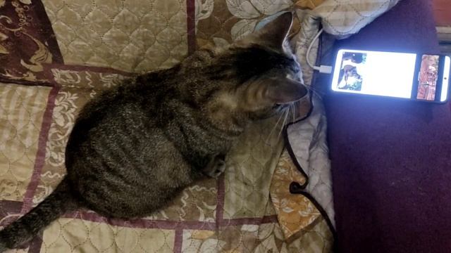 Дымка смотрит стрим игровых ребят. Моих подписчиков. Хорошую игру сразу распознает.😁 смотреть онлайн