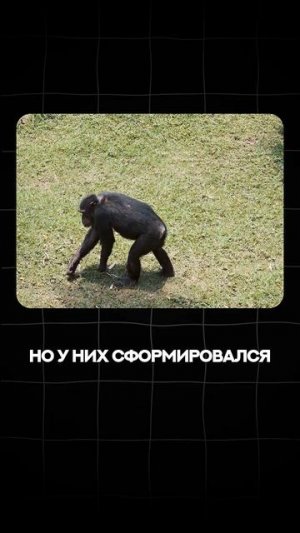 Отличие человека от Шимпанзе | Глеб Соломин #подкаст #дробышевский #обезьяна