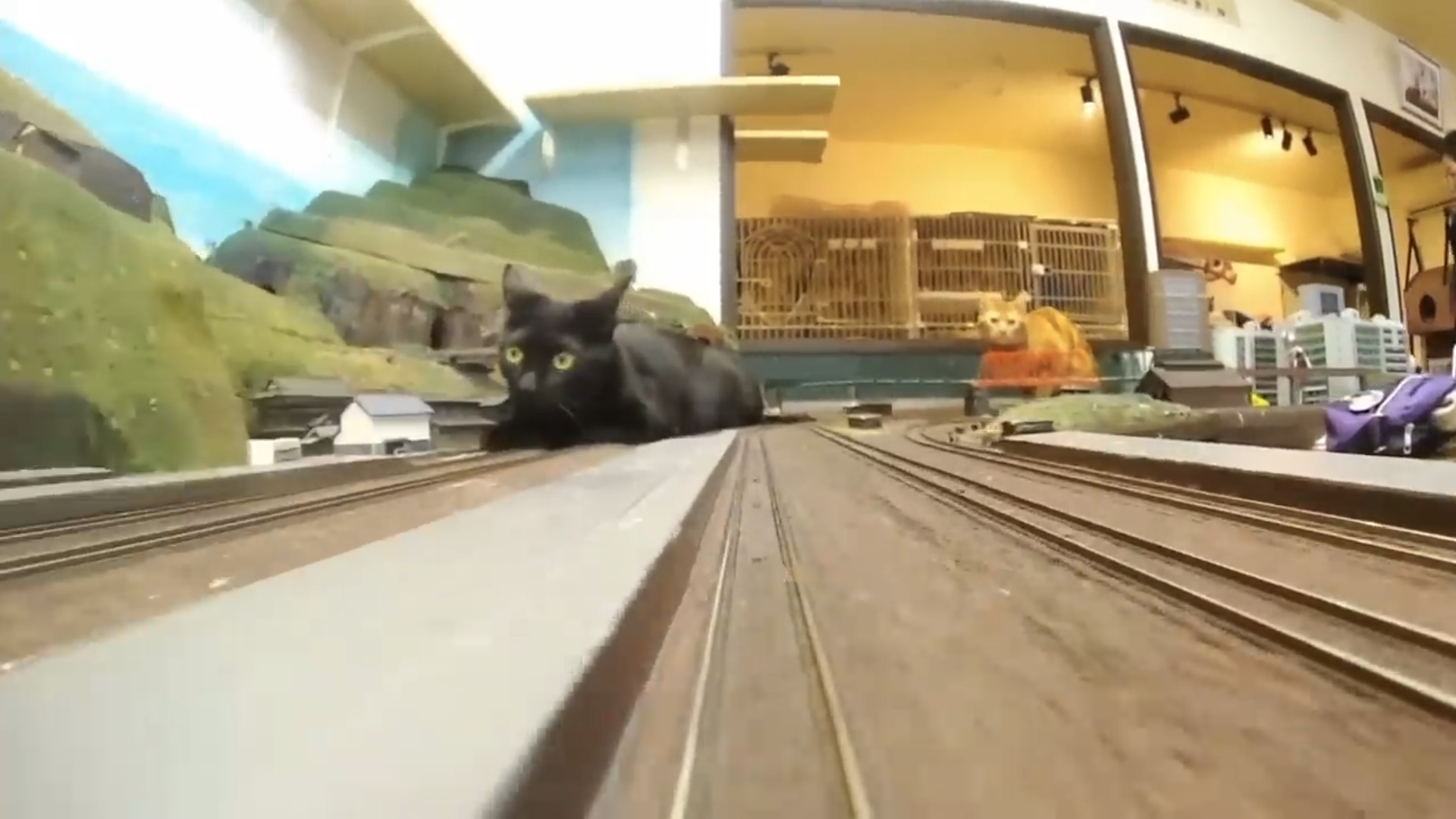 Игрушечная железная дорога с котами для детей смотреть онлайн