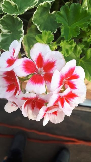 ЦВЕТЫ НА ДАЧЕ