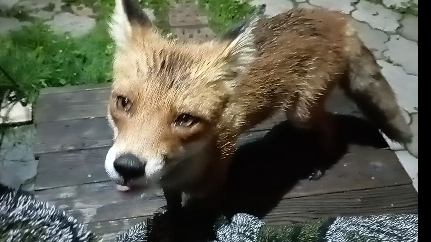 (1085) Лиса приходит в гости. Август 2025 смотреть онлайн