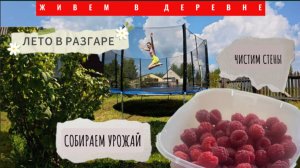 ЖИВЕМ В ДЕРЕВНЕ/СОБИРАЕМ УРОЖАЙ/ОСВОБОДИЛИ СТЕНЫ