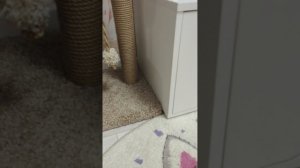 ну что поиграем с дыней ❤️⬛