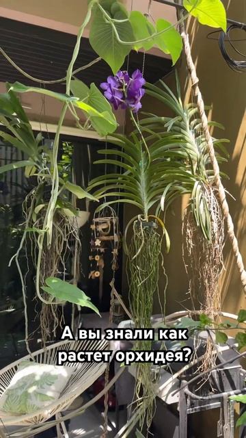 Мой шок в шоке! #цветы #дикаяприрода #азия #орхидеи