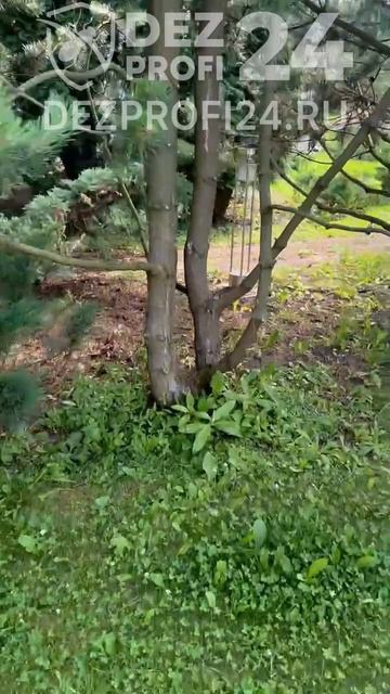 Результат лечения хвойных деревьев