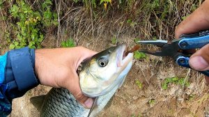 Жерех, голавль в ненастье. Рыбалка на перекатах Упы