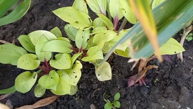 Хосты на осень. Продажа. смотреть онлайн